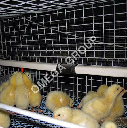 2 Tier Broiler Breeder Chick Cages