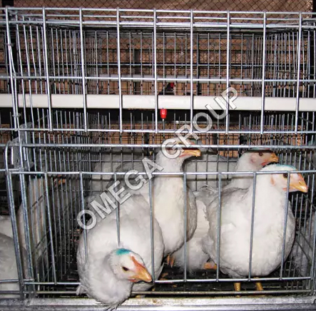 Broiler Breeder Grower Cages