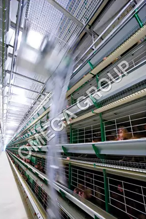 Fully Automatic Battery Cage for Layers Zucam