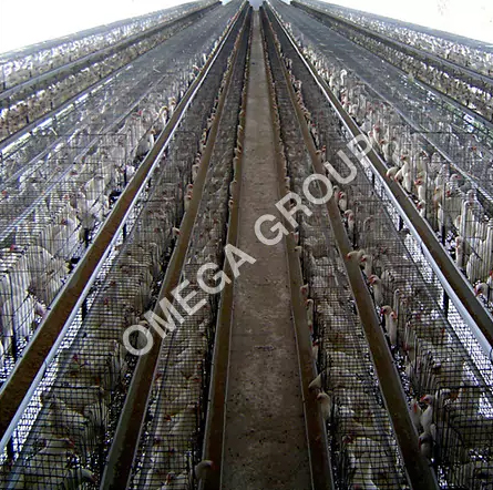 Three Tier California Layer Cages