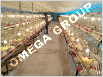 Commercial chicks cage system