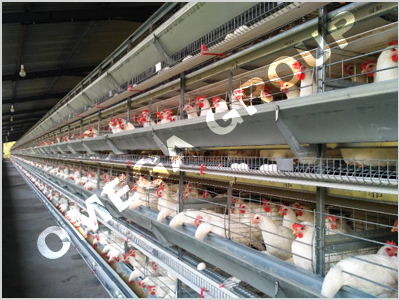 Layer Battery Cage System